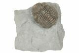 Long Eldredgeops Trilobite Fossil - Silica Shale, Ohio #191146-1